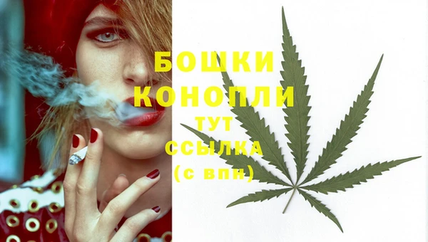 индика Гусев