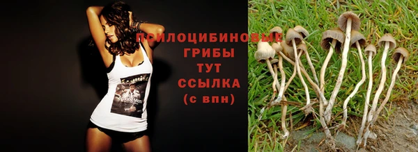 индика Гусев